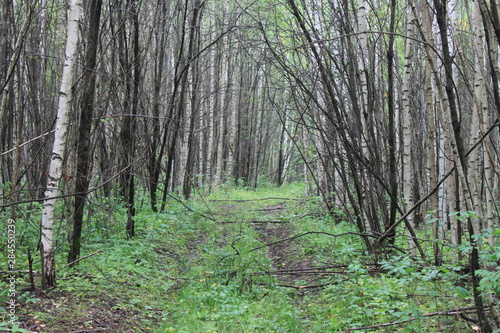 path in forest