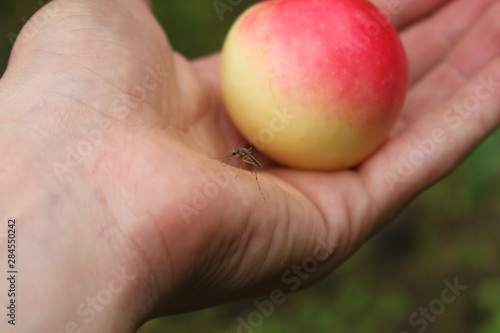  mosquito and apple on hand