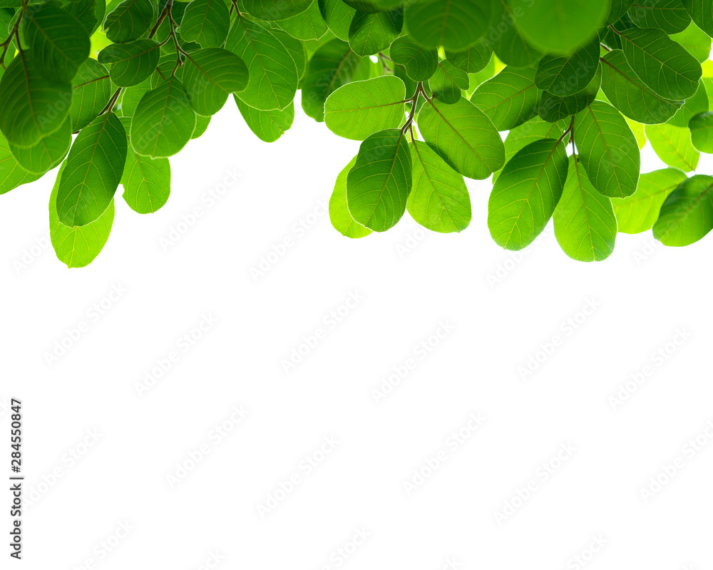 Green leaf farm isolated on white background. Beautiful leaf texture in nature. Natural background. close-up of macro with free space for text. Green leaf farm isolated on white background. Beautiful leaf texture in nature. Natural background. close-up of macro with free space for text.