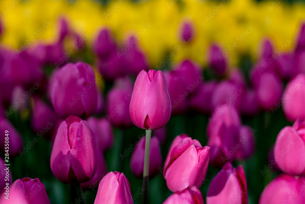 Fototapeta premium pink tulips in the garden