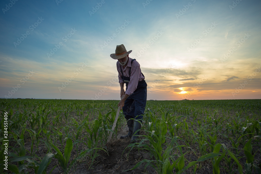 Fototapeta premium Farmer hoeing corn field from weed