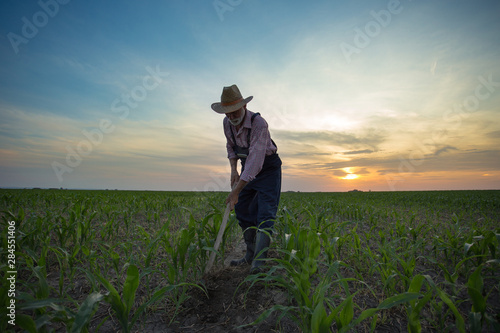 Farmer hoeing corn field from weed photo