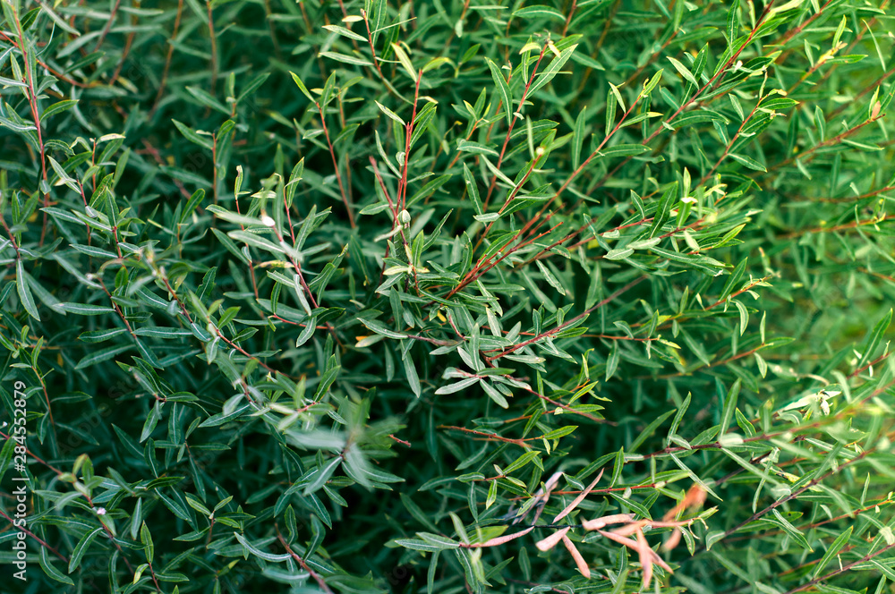Fototapeta premium Green leaves on a Bush in autumn on a Sunny day