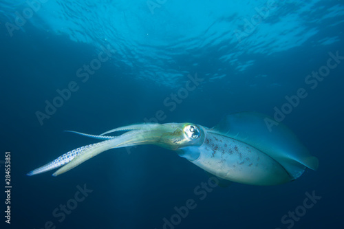 Squid © Marcel