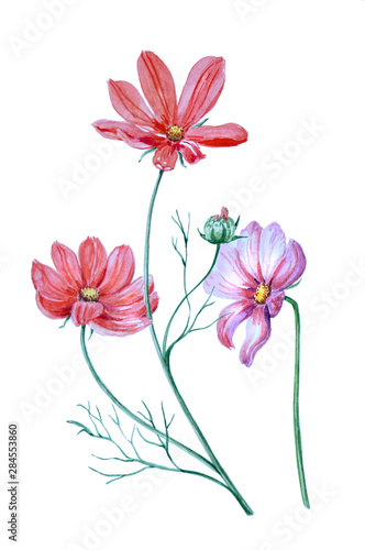 Watercolor sketch of bright colors of cosmos isolated on white background.