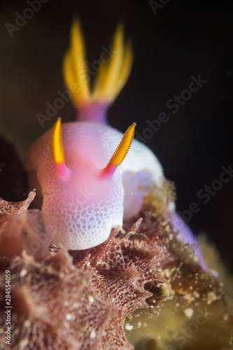 Pink Nudibranch photo