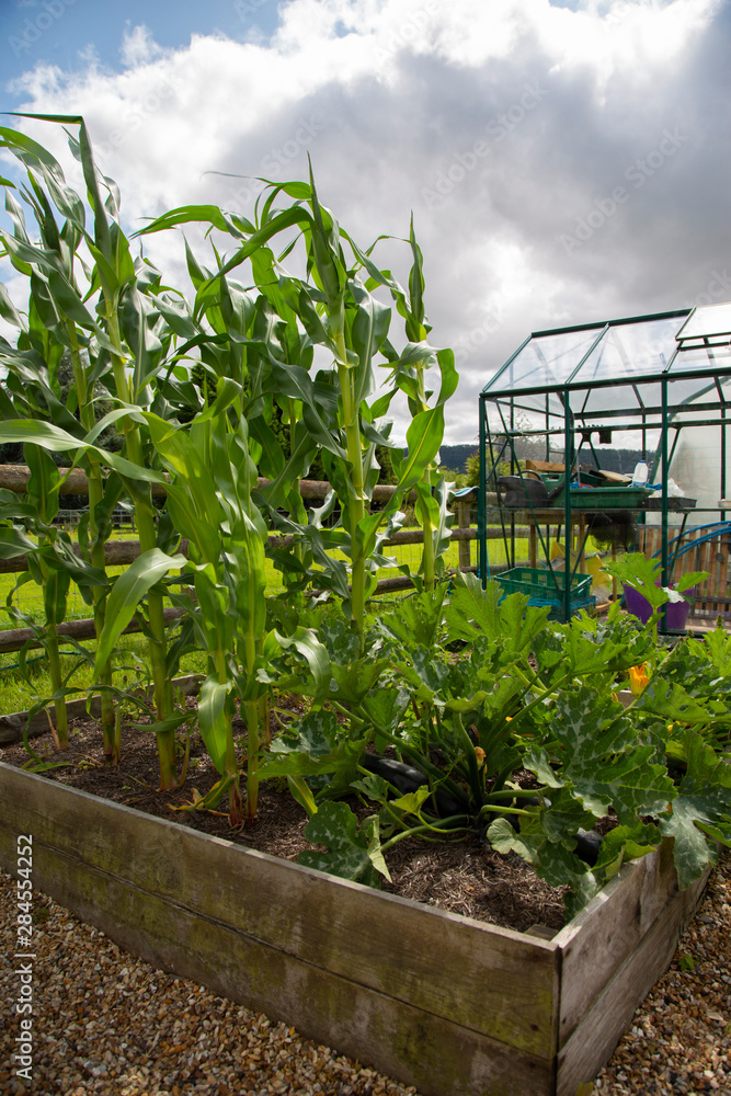Sweetcorn and courgette growing in a raised vegetable bed plot.  With greenhouse in the background
