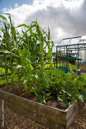 Sweetcorn and courgette growing in a raised vegetable bed plot.  With greenhouse in the background
