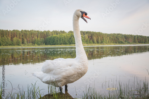 white swan swims in a forest lake