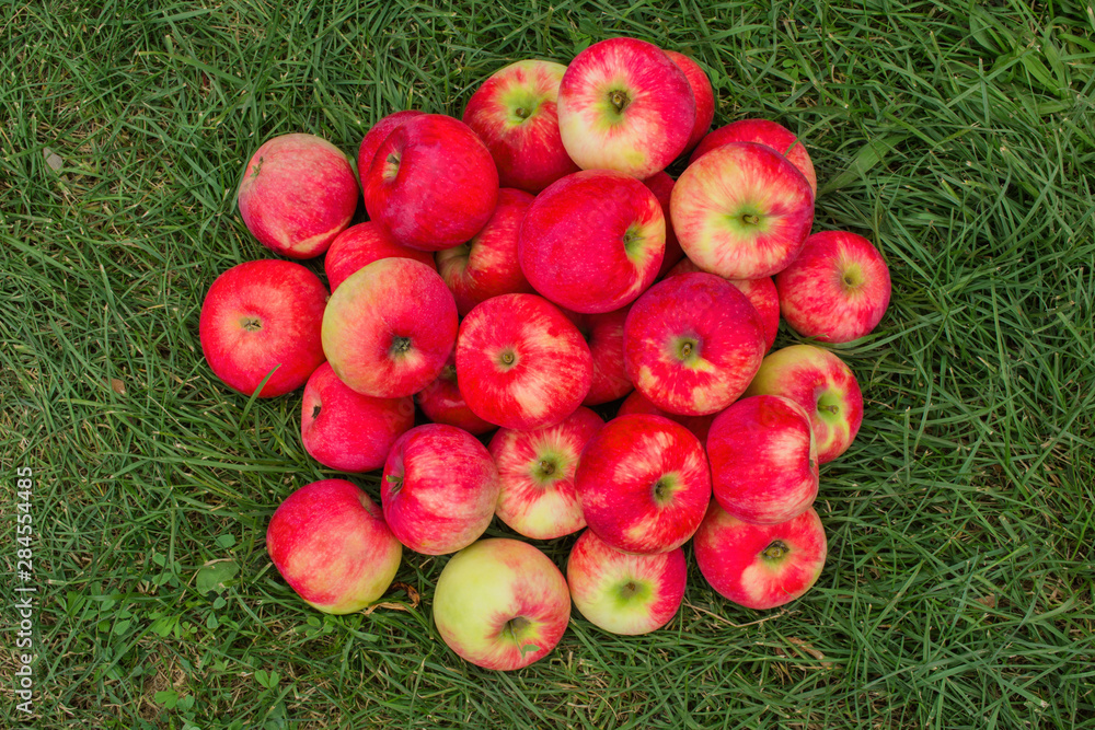 Red Apples on the Grass. Apples in the garden. Heap apples on green grass. Heap apples close up. Red Apples on the Grass. Apples in the garden. Heap apples on green grass. Heap apples close up.