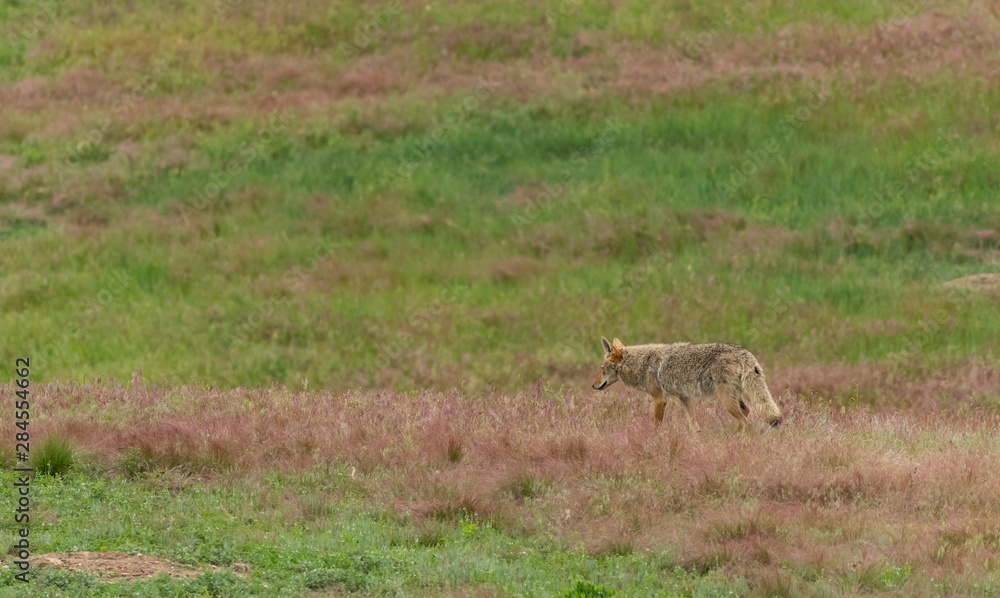 Fototapeta premium Coyote Strolls Through Prarie Dog Town