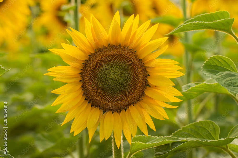Obraz premium Young sunflower flower close up, soft focus