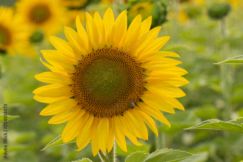 Young sunflower flower close up, soft focus