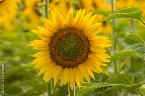 Young sunflower flower close up  soft focus