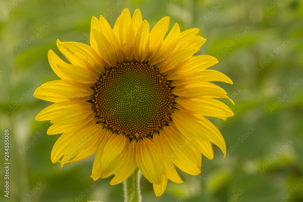 Young sunflower flower close up, soft focus Young sunflower flower close up, soft focus