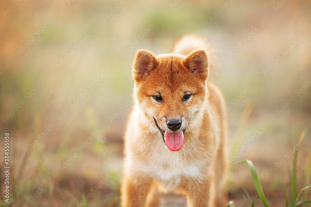 Cute Young Red Shiba Inu Puppy Dog Standing Outdoor In Grass During golden Sunset. Cute Young Red Shiba Inu Puppy Dog Standing Outdoor In Grass During golden Sunset.