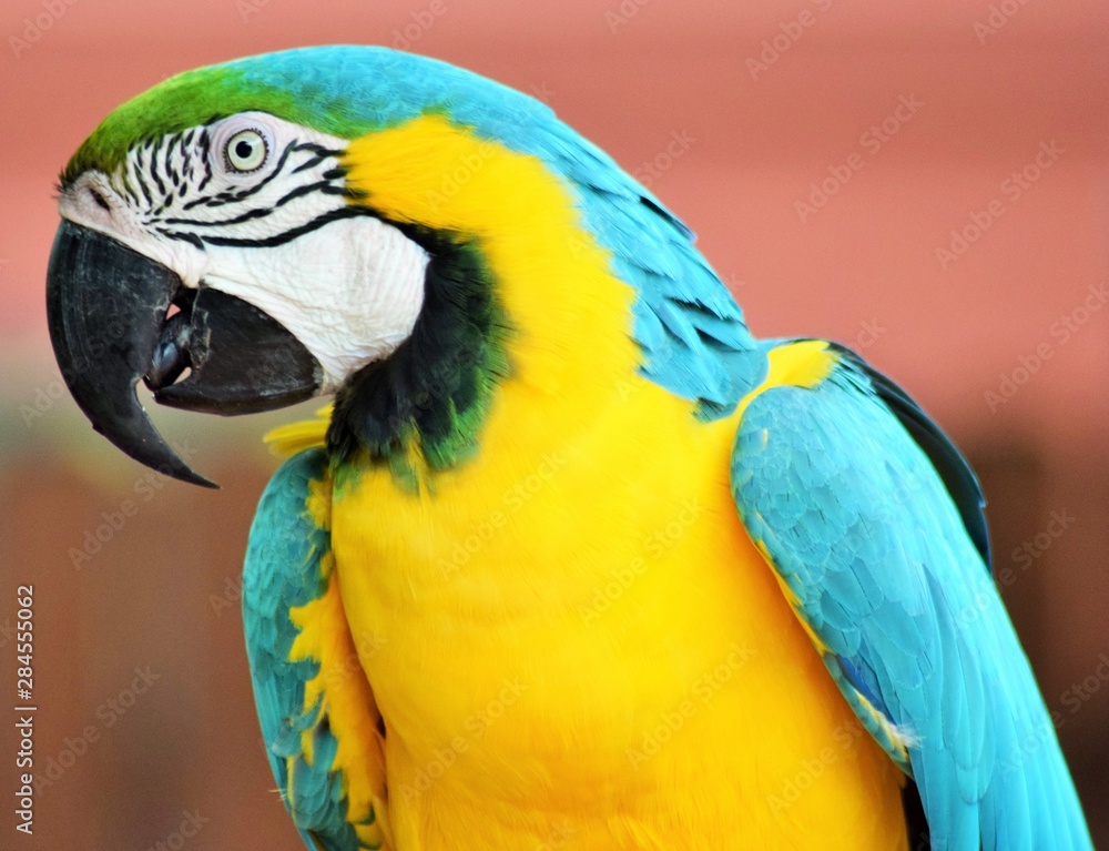 blue and yellow macaw