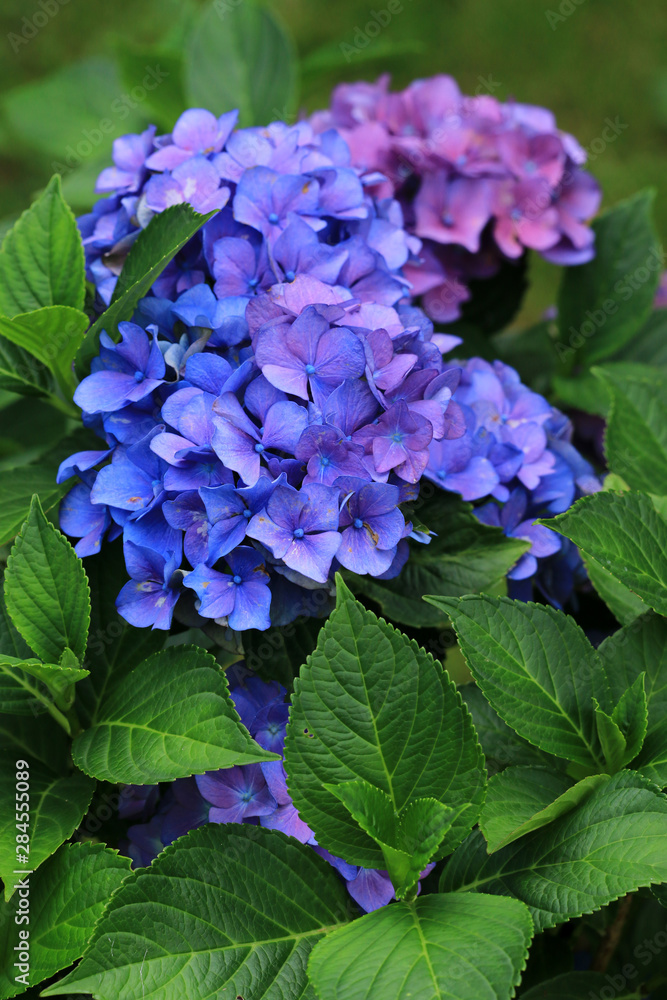 Hortensie