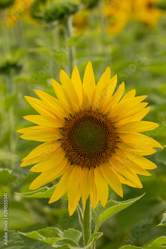 Young sunflower flower close up  soft focus