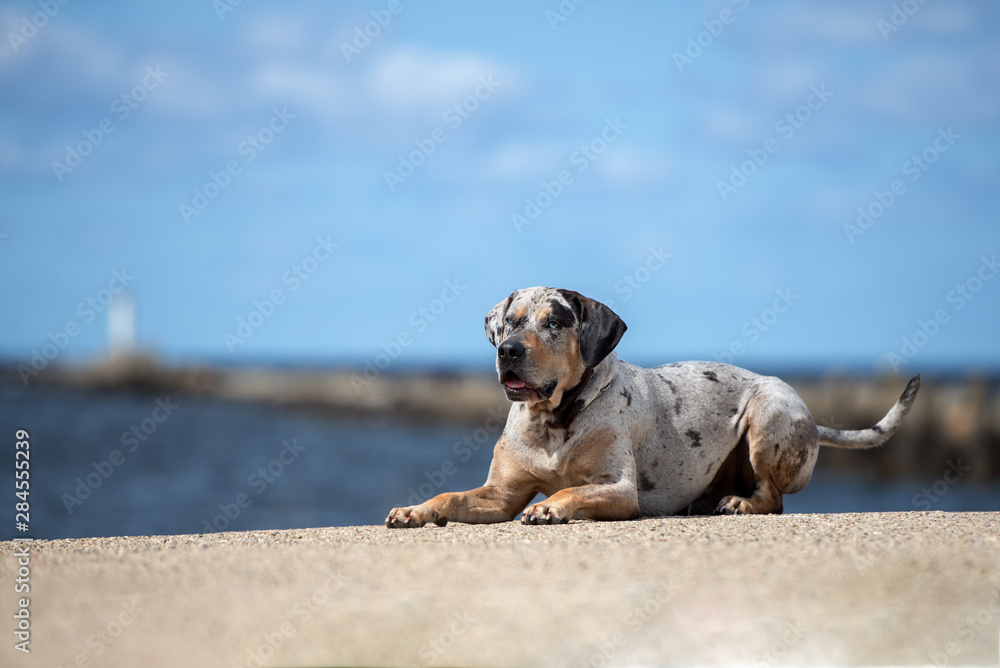 Obraz premium beautiful catahoula dog on the beach in summer