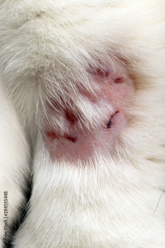 Entzündete Bisswunde am Bein einer Katze Stock-Foto | Adobe Stock