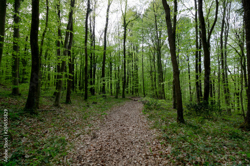 path in the forest © senerdagasan