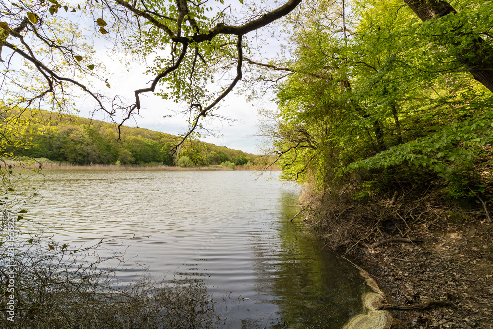 a lake in the forest