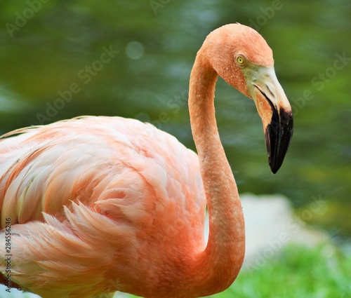 closeup of pink flamingo