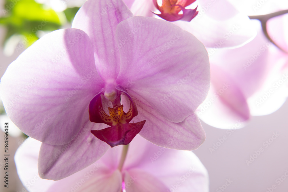 Close-up of a pink orchid flower. Orchid bud in high resolution. Close-up of a pink orchid flower. Orchid bud in high resolution.
