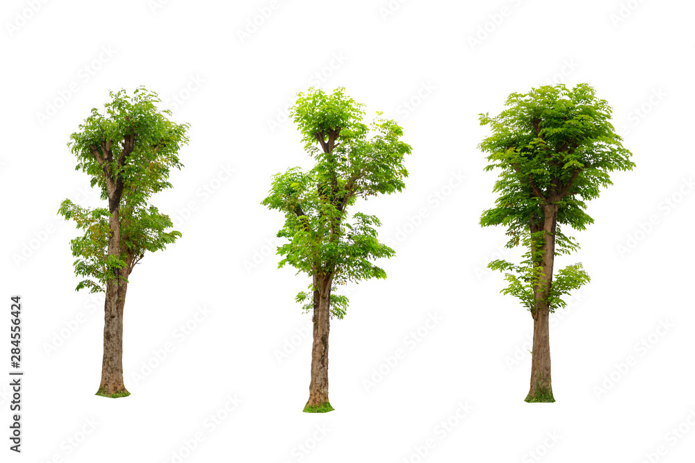 Tree isolated on white background