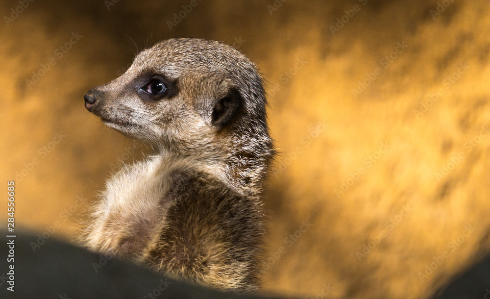 Fototapeta premium Suricate