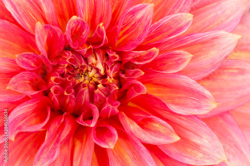 Fresh pink dahlia flower, photographed at close range, with emphasis on petal layers. Macro photography