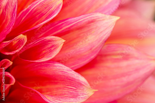 Fototapeta Naklejka Na Ścianę i Meble -  Fresh pink dahlia flower, photographed at close range, with emphasis on petal layers. Macro photography