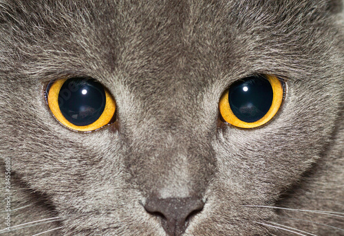 Canvas Print Yellow eyes of a grey British cat closeup