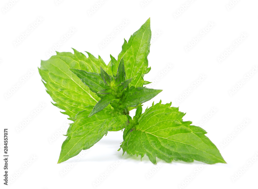 Mint leaves isolated on white. Mint Clipping Path Mint leaves isolated on white. Mint Clipping Path