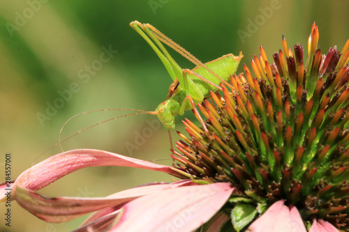 Punktierte Zartschrecke photo