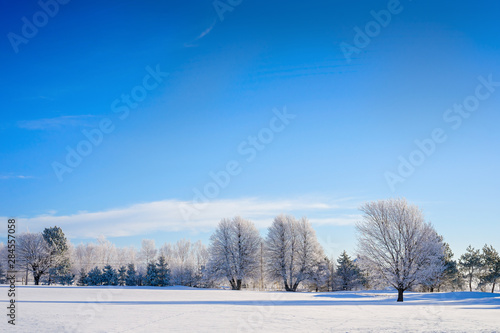 Frost covered trees in the landscape.
