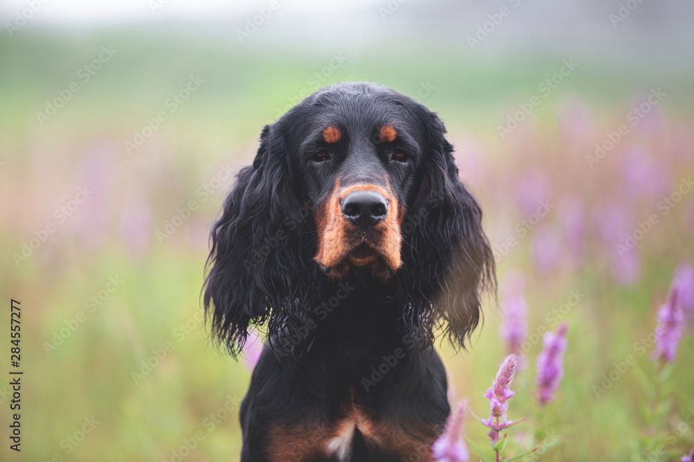 portrait of Black and tan setter gordon dog sitting in the violet flowers field in summer portrait of Black and tan setter gordon dog sitting in the violet flowers field in summer