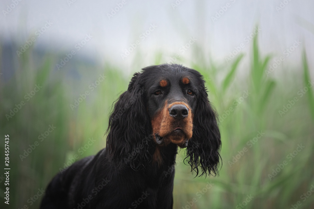 Gorgeous Black and tan setter gordon dog sitting in the field in summer Gorgeous Black and tan setter gordon dog sitting in the field in summer