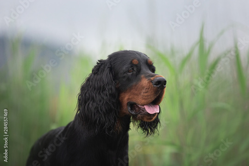 Schilderij op canvas Gorgeous Black and tan setter gordon dog sitting in the field in summer