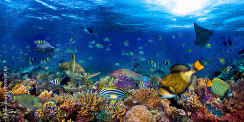 Fototapeta Naklejka Na Ścianę i Meble -  underwater coral reef landscape wide 2to1 panorama background  in the deep blue ocean with colorful fish sea turtle marine wild life