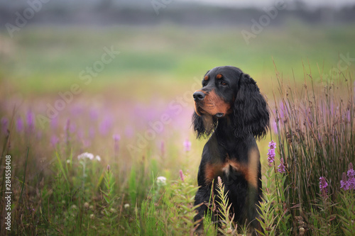 Profile portrait of Black and tan setter gordon dog sitting in the field in summer photo