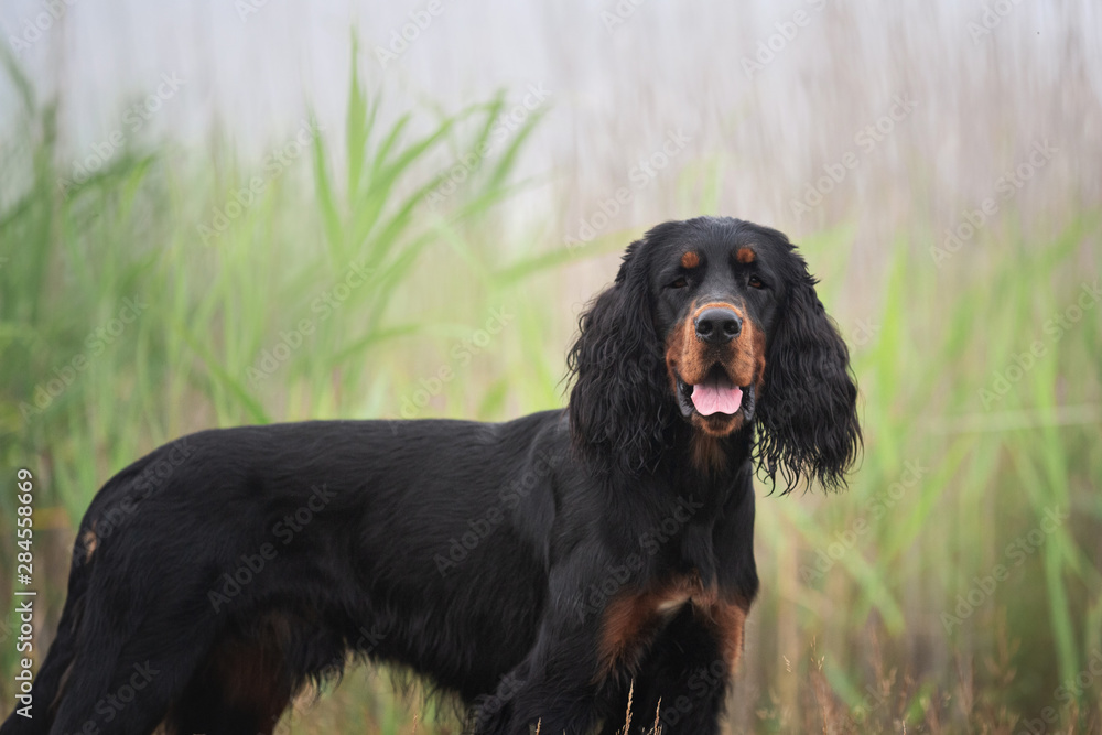 Gorgeous Black and tan setter gordon dog standing in the grass in summer Gorgeous Black and tan setter gordon dog standing in the grass in summer
