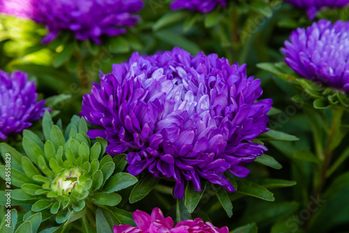 Aster flowers  aster  Michaelmas daisy  in green background. Colorful multicolor aster flowers annual plant. Close up of aster flower garden bed in autumn garden.