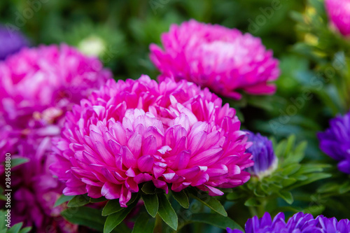 Violet  purple aster flowers  aster  Michaelmas daisy  in green background. Colorful multicolor aster flowers annual plant. Close up of aster flower garden bed in autumn garden.