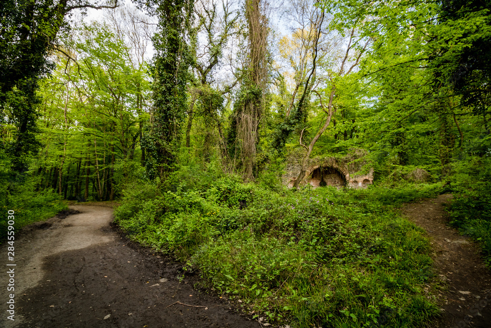 a path and wrecked church in the forest a path and wrecked church in the forest