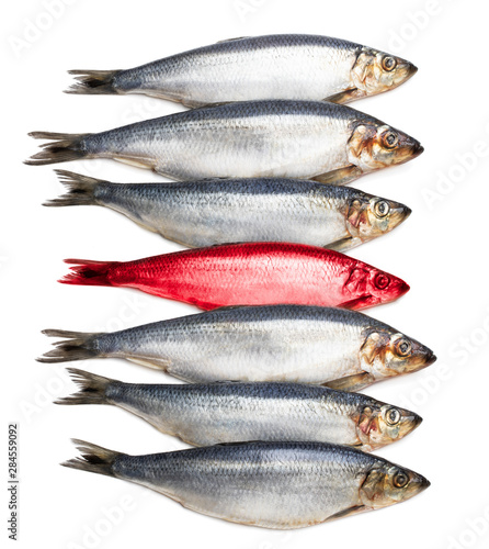 Принти на полотні Concept showing traditional english red herring idiom