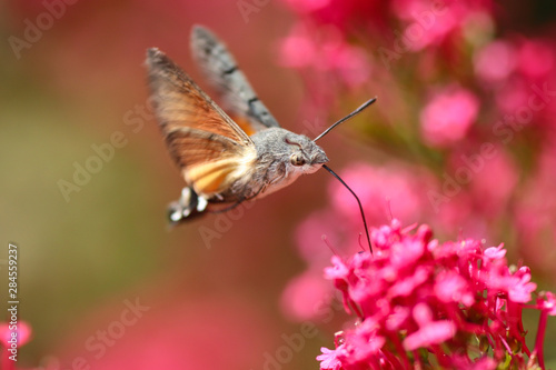 Moro-sphinx papillon pollinisation