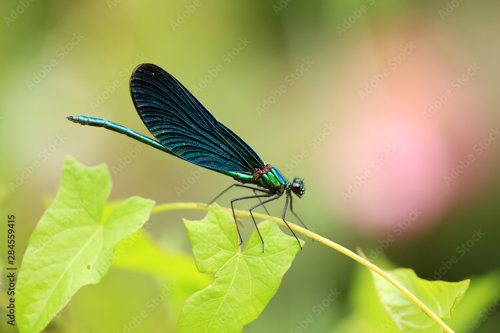 Blauflügel Prachtlibelle Blauflügel Prachtlibelle