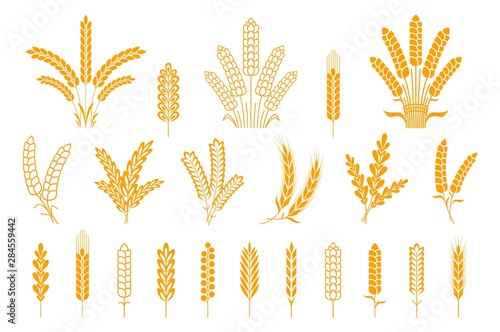 Wheat and rye ears. Oats barley rice spikes and grains, heraldic elements for beer and bread logo. Vector symbol stalk and seed food isolated collection